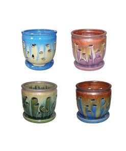 5" Vine Orchid Pot Assortment