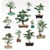 Indoor Bonsai Assortment
