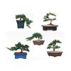Juniper on 8" pots. 6 pcs/box