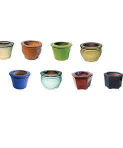 4" Mini Self Watering Assortment